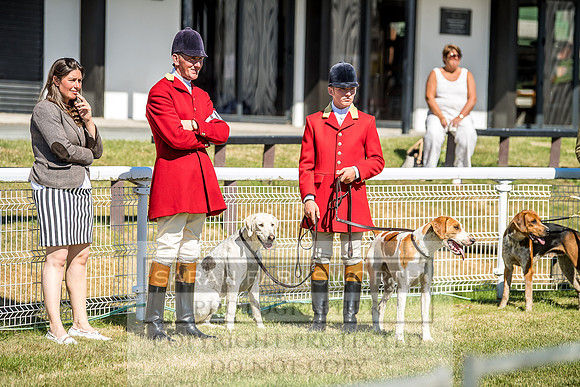 Builth Hound Show 2018-9