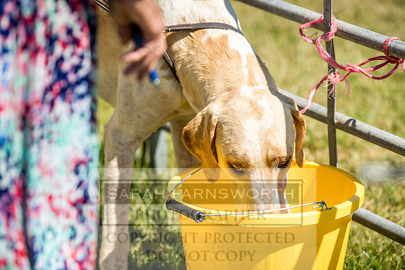 Builth Hound Show 2018-54