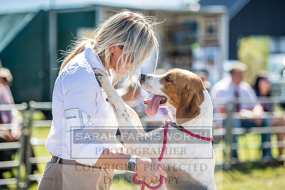 Builth Hound Show 2018-25