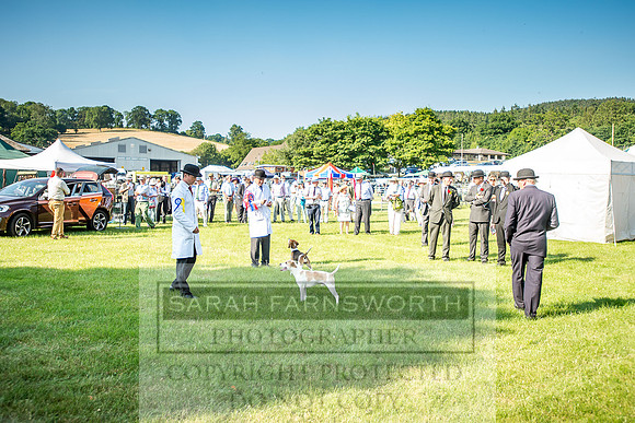 Builth Hound Show 2018-187