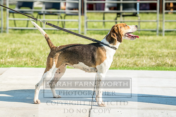 Builth Hound Show 2018-194