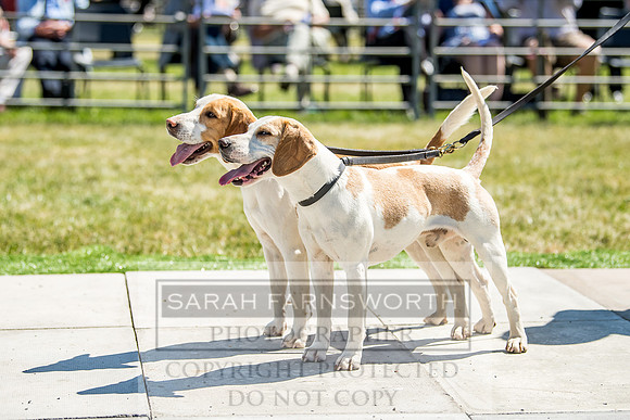 Builth Hound Show 2018-61