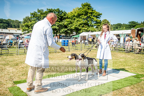 Builth Hound Show 2018-136