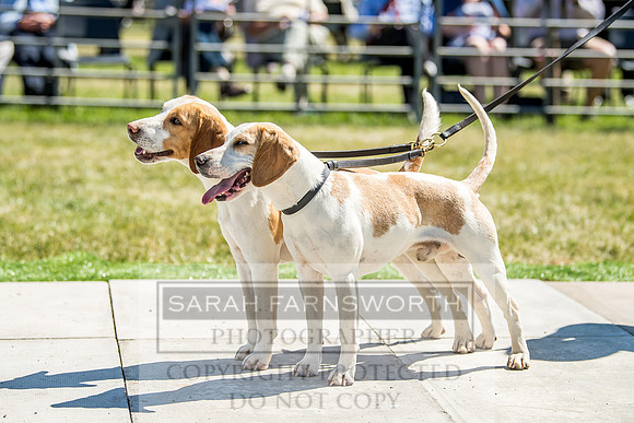Builth Hound Show 2018-62
