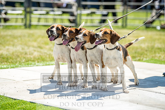 Builth Hound Show 2018-71