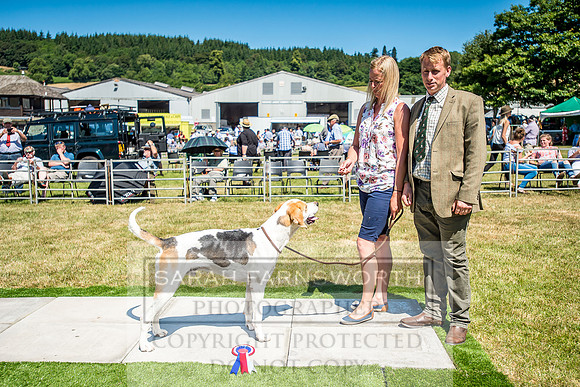 Builth Hound Show 2018-63