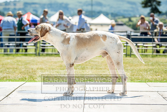 Builth Hound Show 2018-101