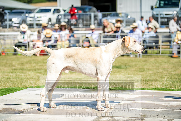 Builth Hound Show 2018-39