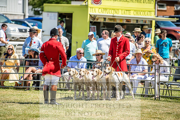 Builth Hound Show 2018-69
