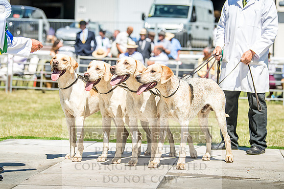 Builth Hound Show 2018-76