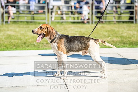 Builth Hound Show 2018-16