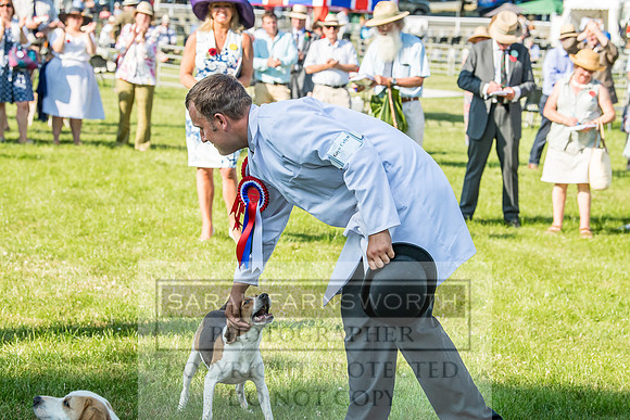 Builth Hound Show 2018-193
