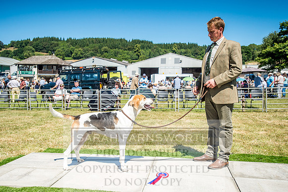 Builth Hound Show 2018-66