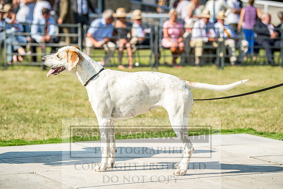 Builth Hound Show 2018-169