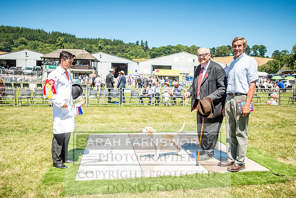 Builth Hound Show 2018-114