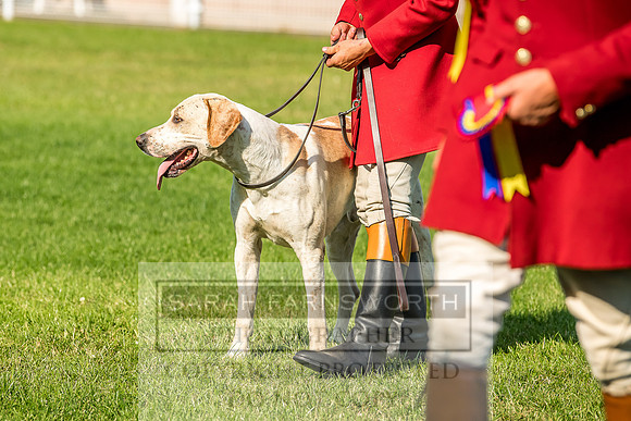Builth Hound Show 2018-183