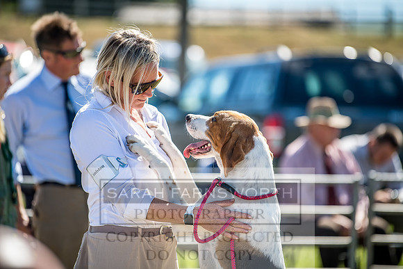 Builth Hound Show 2018-22