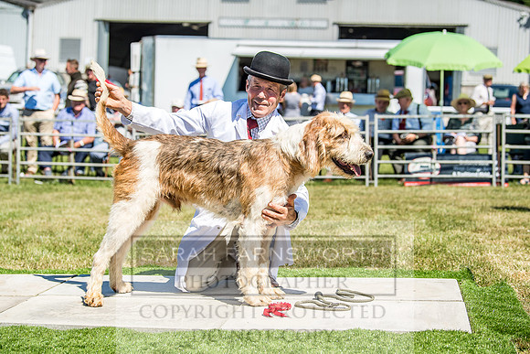 Builth Hound Show 2018-45