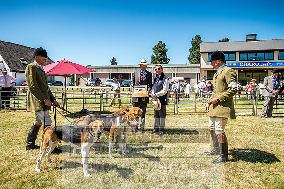 Builth Hound Show 2018-80