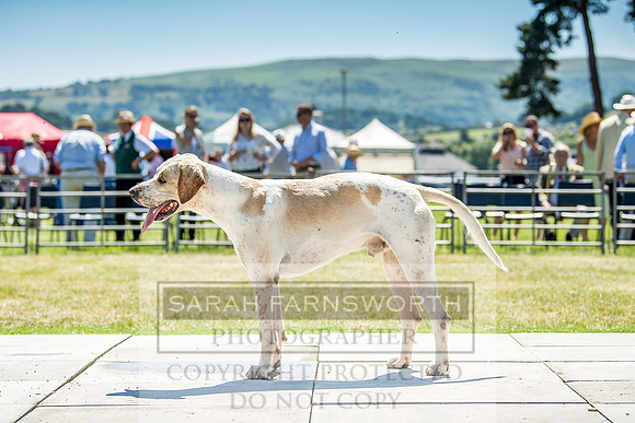 Builth Hound Show 2018-100