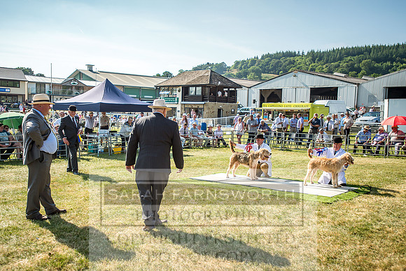 Builth Hound Show 2018-164