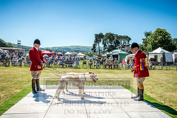 Builth Hound Show 2018-52
