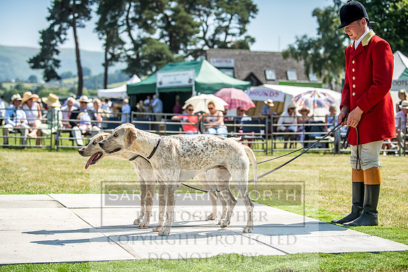 Builth Hound Show 2018-125
