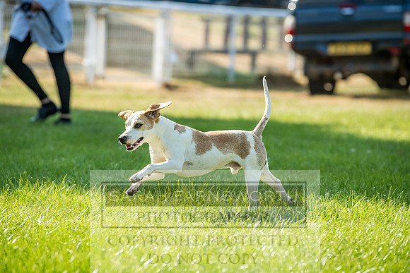 Builth Hound Show 2018-184