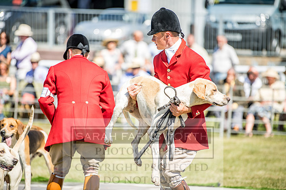 Builth Hound Show 2018-38