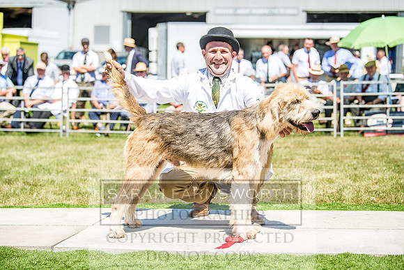 Builth Hound Show 2018-82