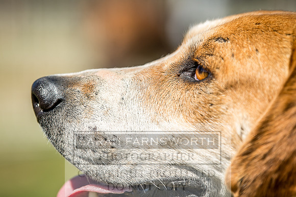 Builth Hound Show 2018-56