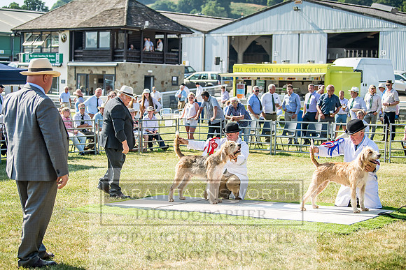 Builth Hound Show 2018-165