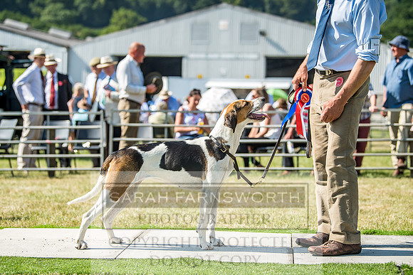 Builth Hound Show 2018-142