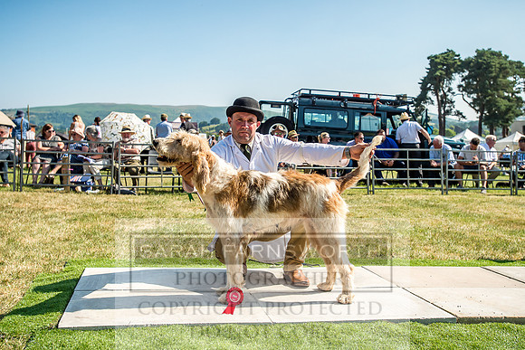 Builth Hound Show 2018-140