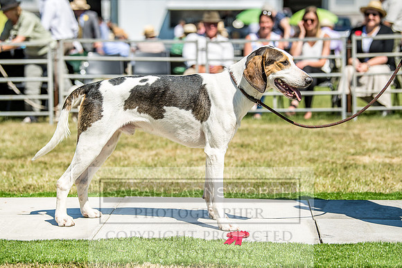 Builth Hound Show 2018-46
