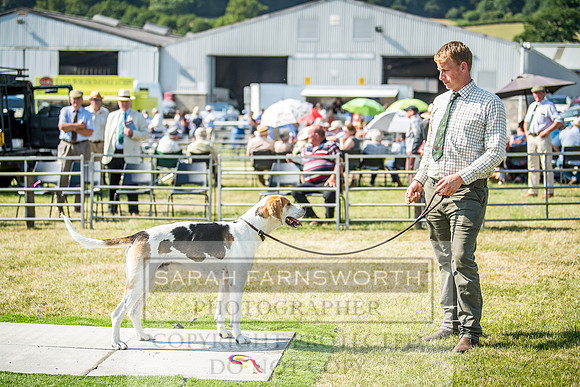 Builth Hound Show 2018-149