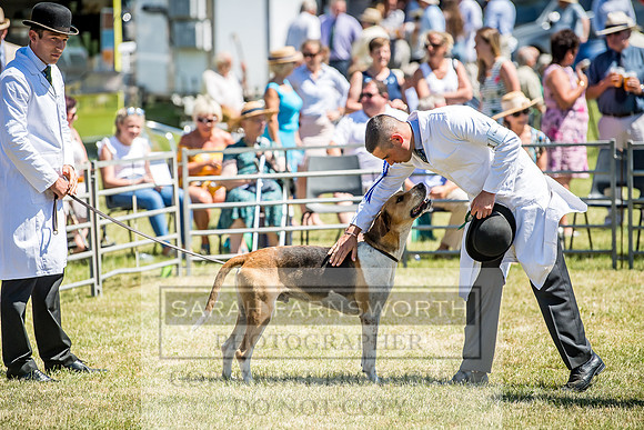 Builth Hound Show 2018-92