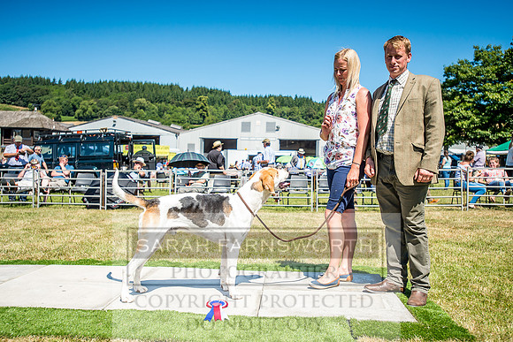Builth Hound Show 2018-64