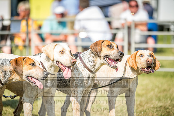 Builth Hound Show 2018-159