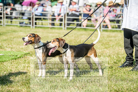 Builth Hound Show 2018-139