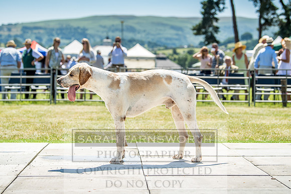 Builth Hound Show 2018-99