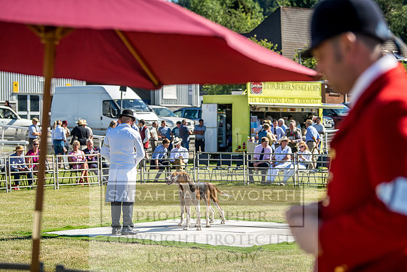 Builth Hound Show 2018-2