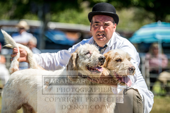 Builth Hound Show 2018-60