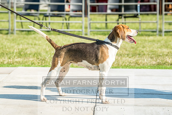 Builth Hound Show 2018-196
