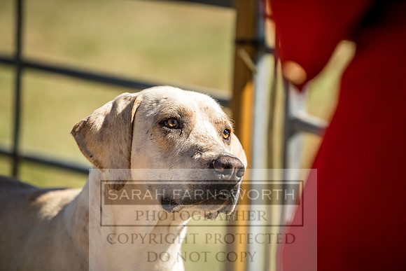 Builth Hound Show 2018-1