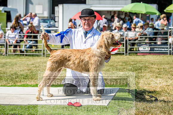 Builth Hound Show 2018-129