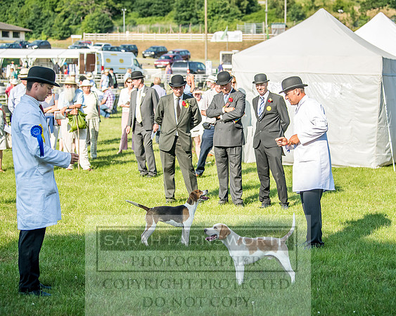 Builth Hound Show 2018-188