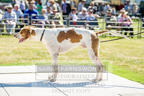 Builth Hound Show 2018-18
