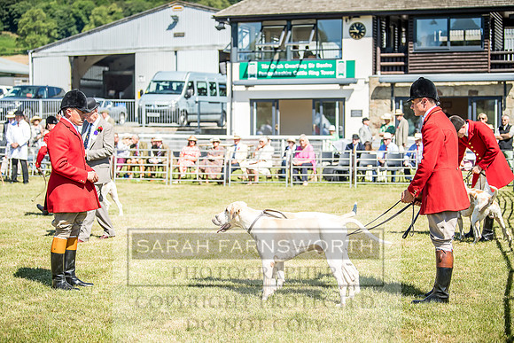 Builth Hound Show 2018-36