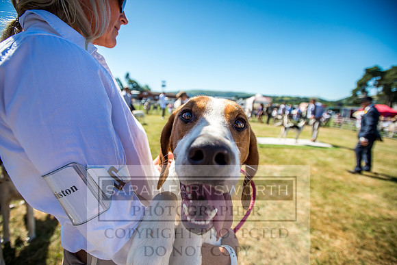 Builth Hound Show 2018-30